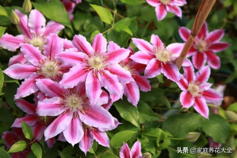 适合室内种植的爬藤植物有哪些,适合室内种植爬藤植物