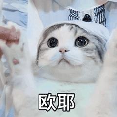 怎么让猫的毛发有光泽,猫毛发缺乏光泽怎么回事