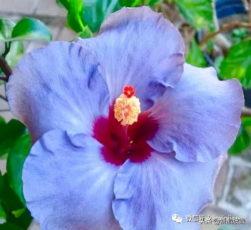 大红花和扶桑木槿有什么区别,木槿花和扶桑花哪个品种好