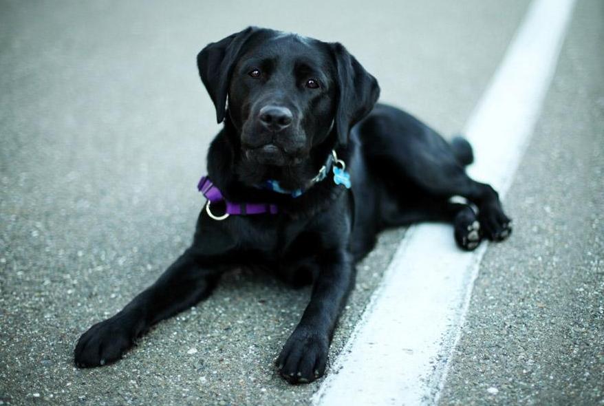 辟谣养狗对小孩不好,辟谣养狗危害