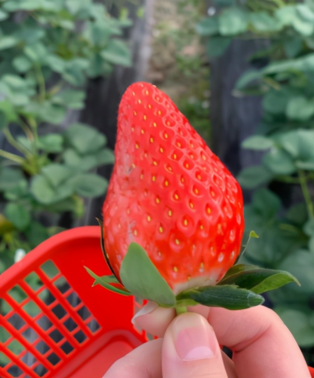 上海比较好的草莓园,上海名优草莓值得推荐