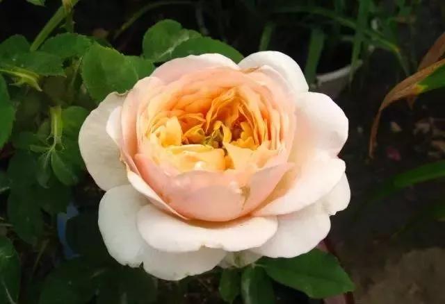 101种玫瑰品种科普你都认识吗,100种玫瑰品种科普你都认识吗