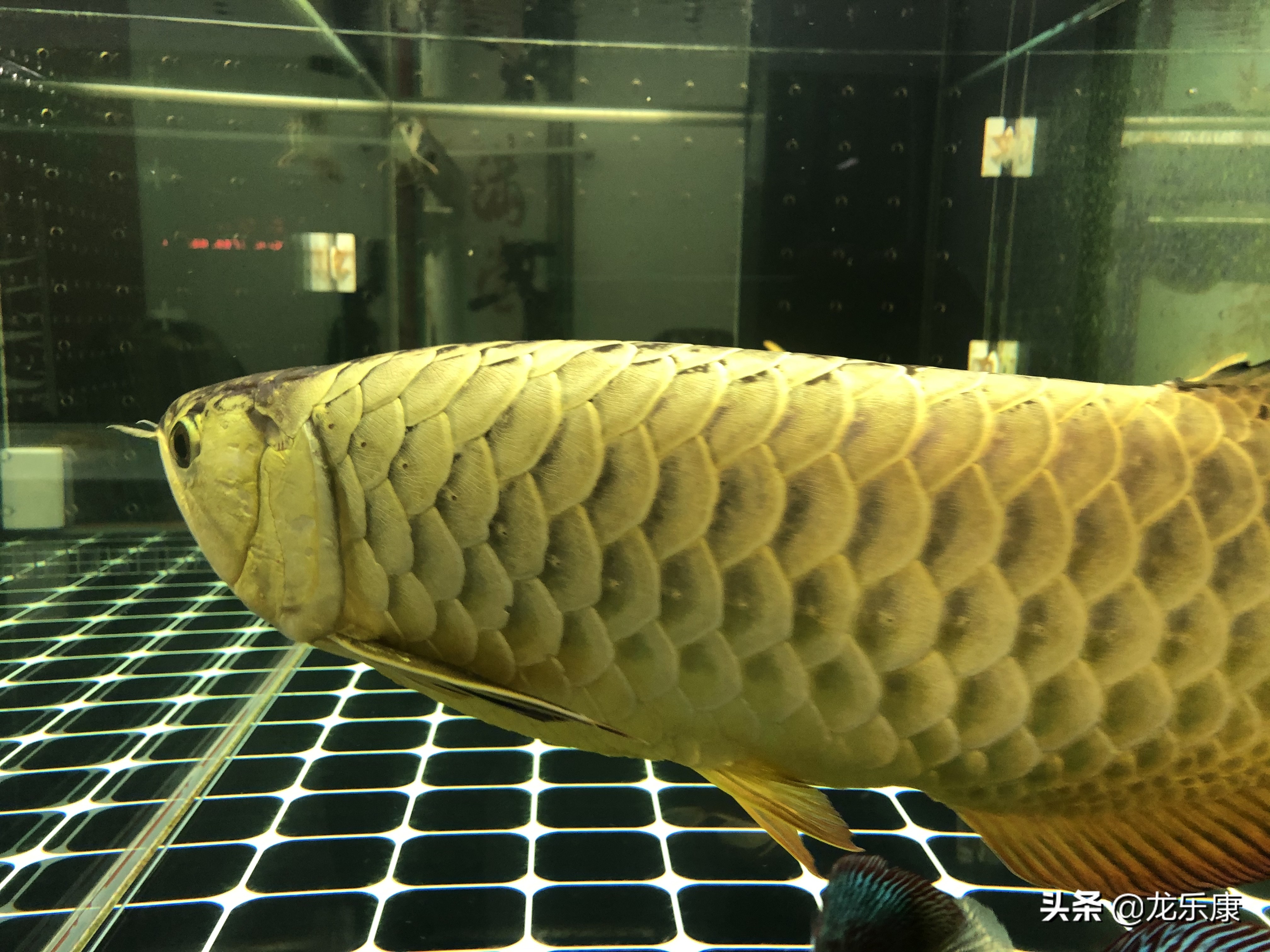 龙鱼的基础知识,龙鱼怎样分中高过背