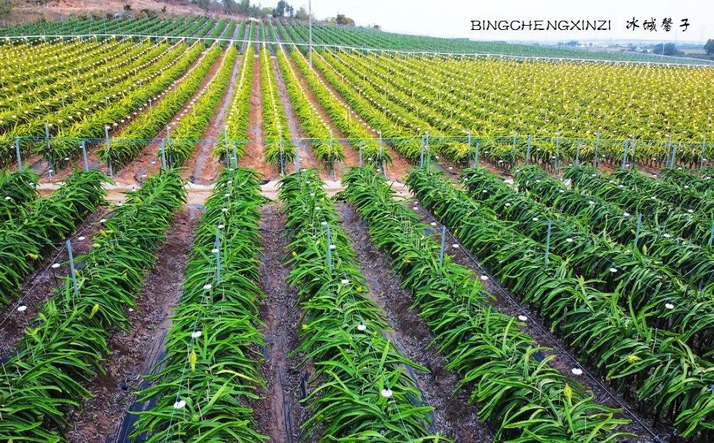 做把“村姑”，走进海南灯火灿烂的火龙果园