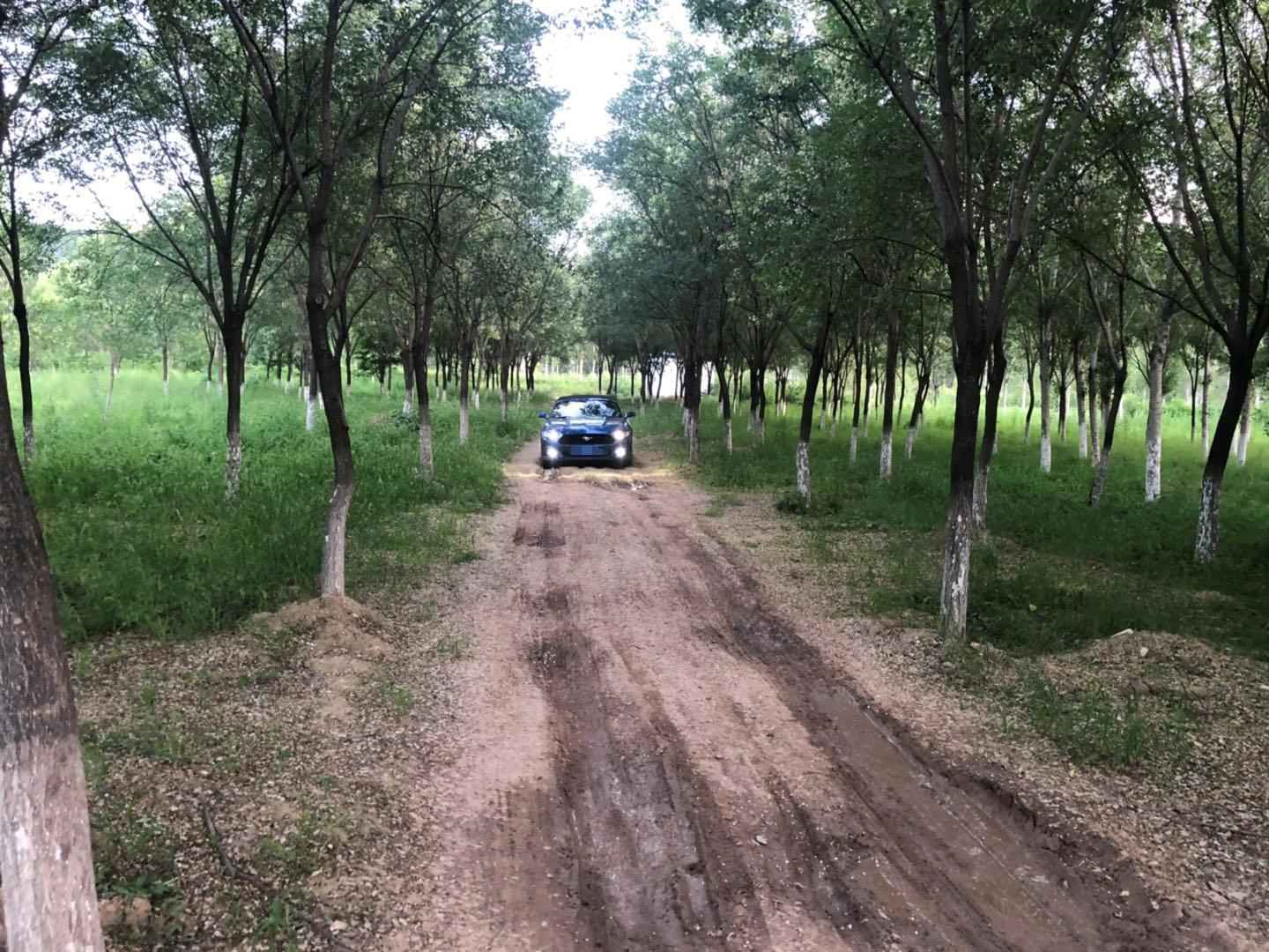 野马还是野驴,野马2.3t小野驴