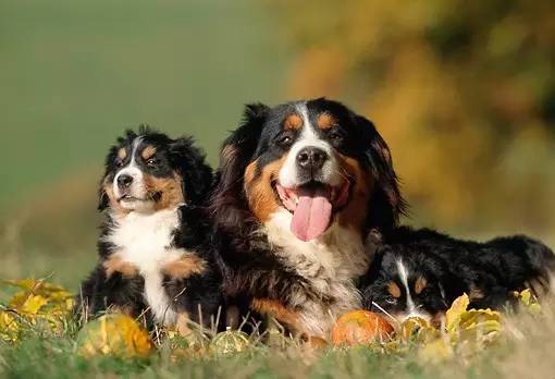 春季犬病治疗,冬春季重点传染病防控知识