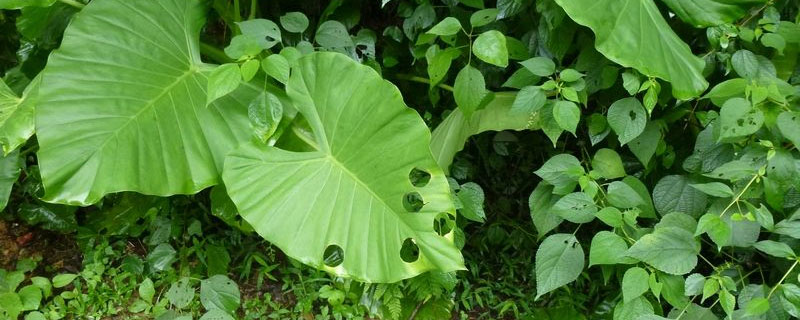 敌百杀虫剂使用方法视频,敌百杀虫剂用什么解毒