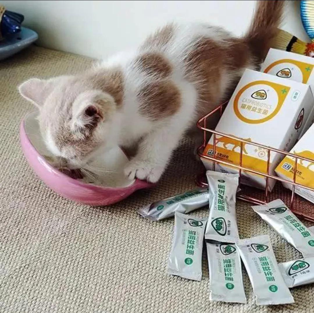 三个月猫咪呕吐的原因及处理方法,猫咪呕吐怎么办才好