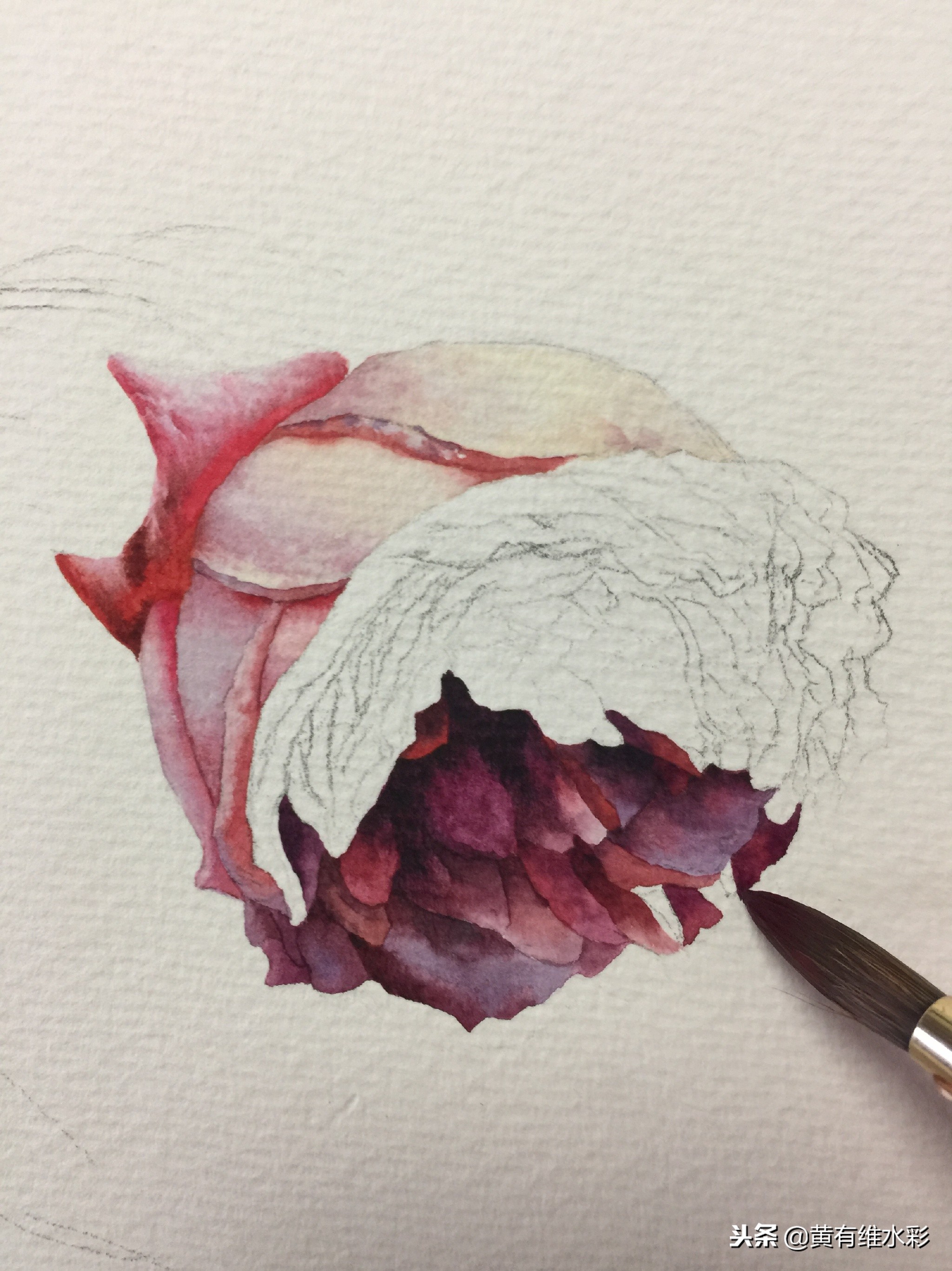 水彩绘画教程简单玫瑰,水彩步骤图花卉