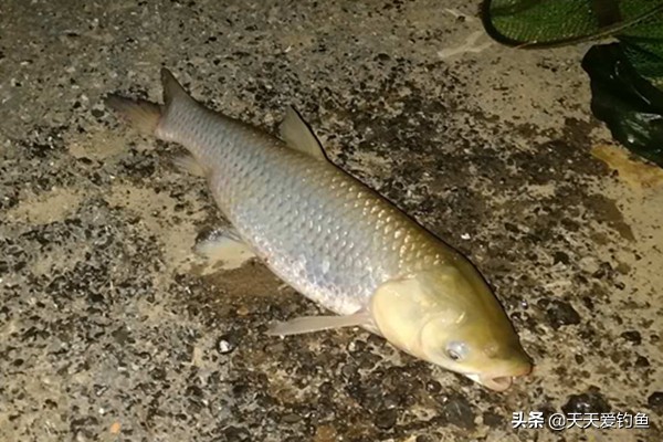 野钓夜钓的五个小窍门,野钓夜钓技巧全攻略