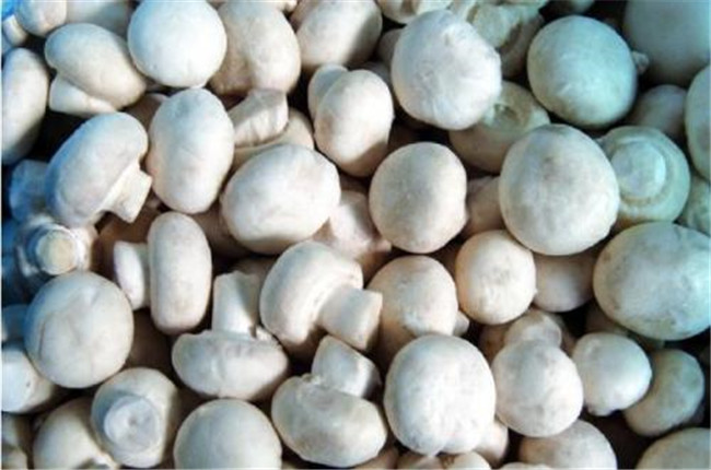 双孢菇种植技术和管理,双孢菇最简单种植方法