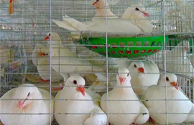 鸽子养殖教程,鸽子刚刚孵出小鸽子怎么养殖