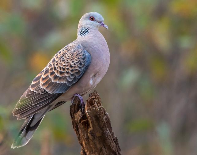 四川野生保护动物种类大全,野鸡野生动物保护