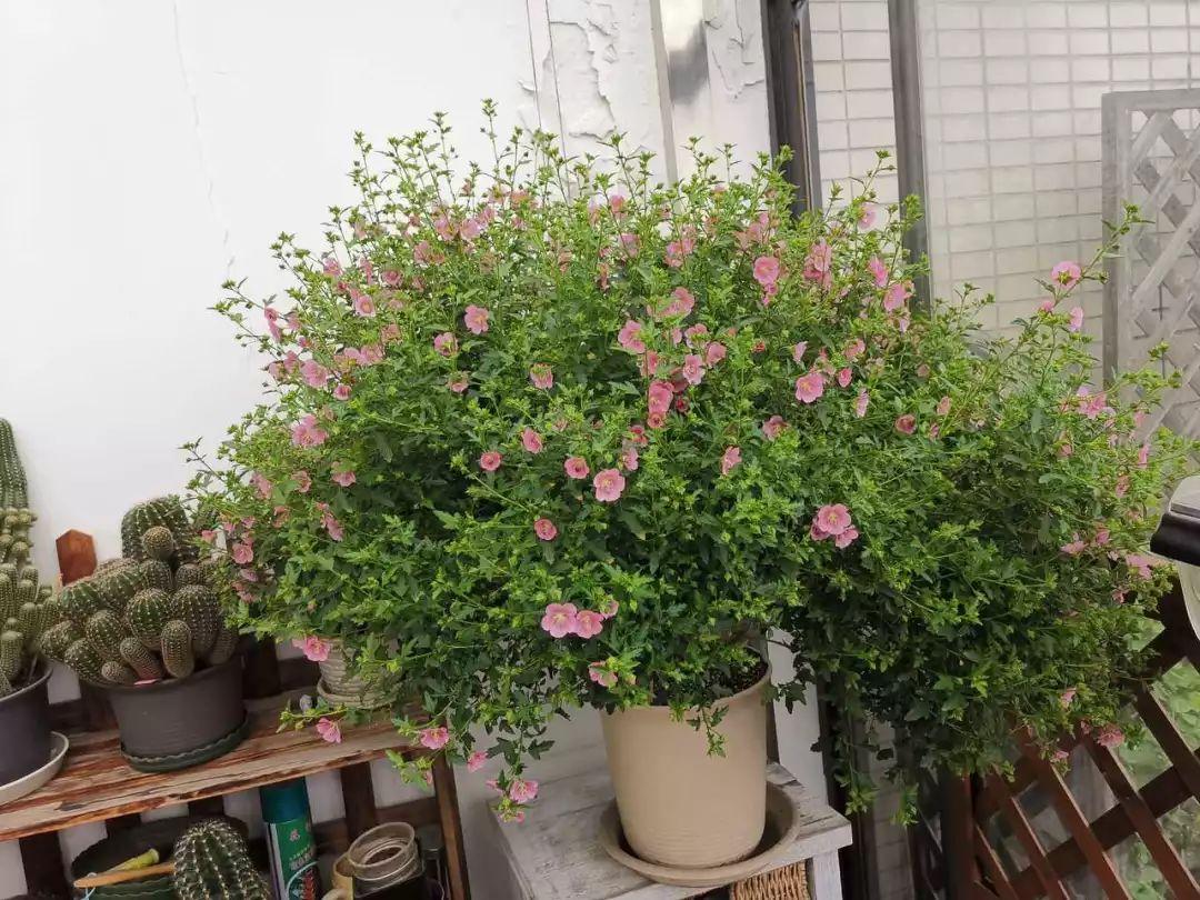 适合露台的棒棒糖开花植物,长得像棒棒糖的植物