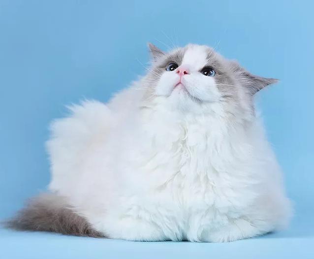 布偶猫贵族猫弟弟,猫猫品种布偶