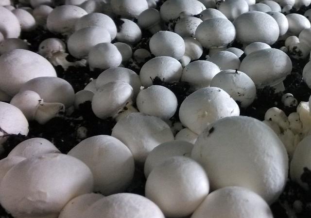 用玉米芯种植蘑菇后期怎样管理,玉米芯种植蘑菇出菇后的管理视频