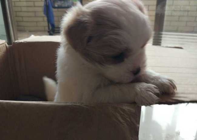 狗狗被救助很开心,狗狗被放在笼子里救助