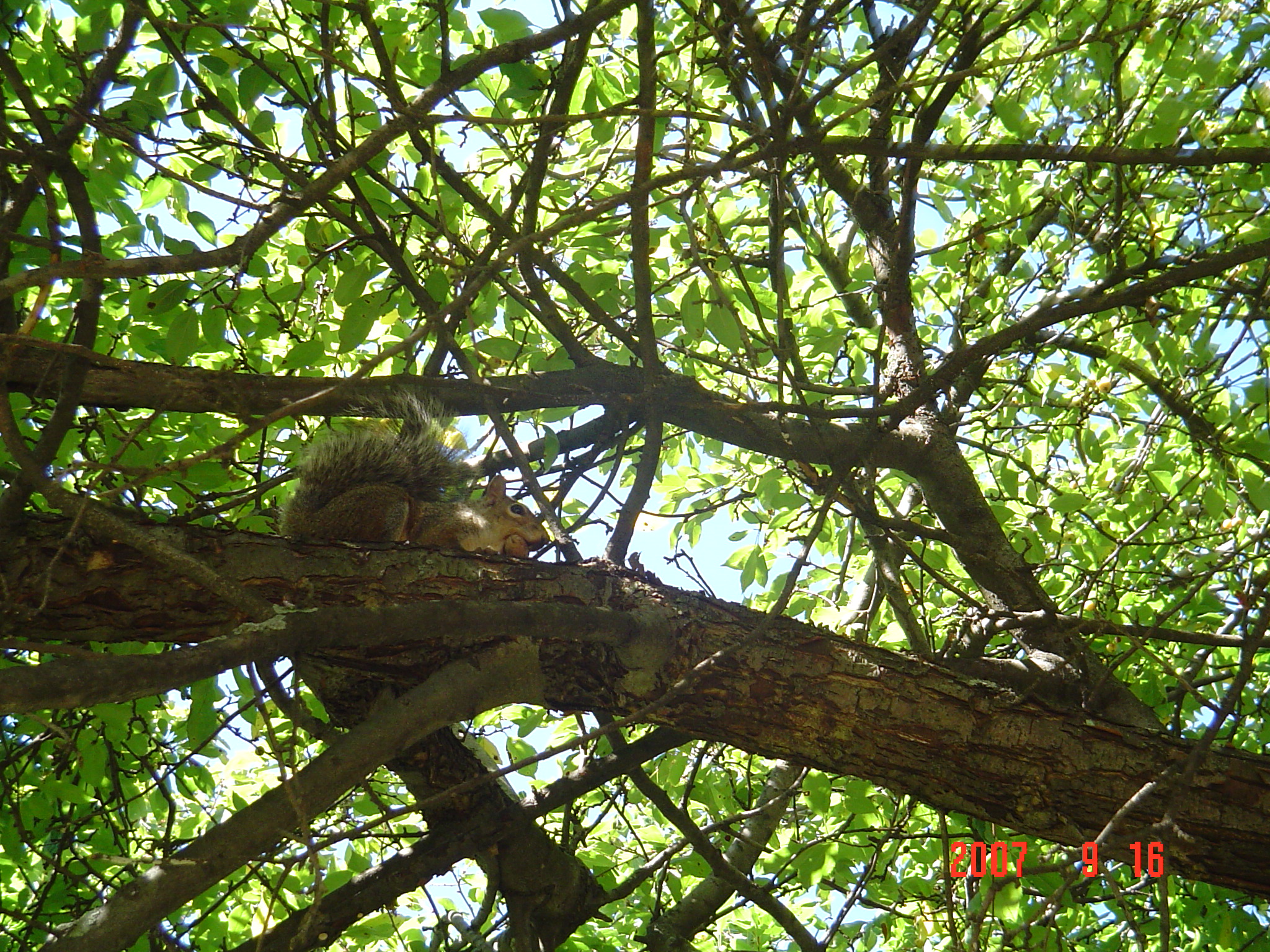 我的“大尾巴”,你在异国他乡还好吗?