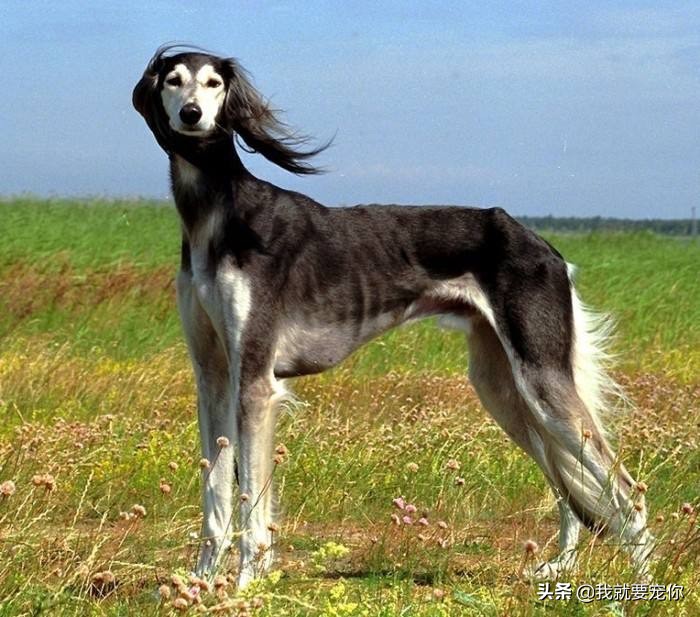 灵缇犬是跑得最快的狗吗,灵缇狗狗