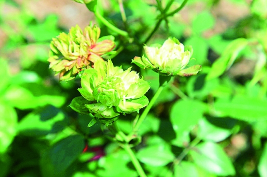 绿色花苞的花是什么花,常见的绿花