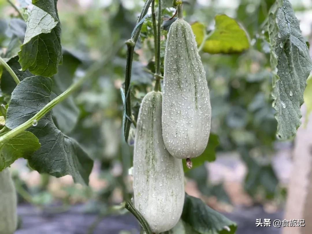 这瓜一肚子蜜汁,掰开就漏!闻着香、咬着脆、一口下去甜到醉