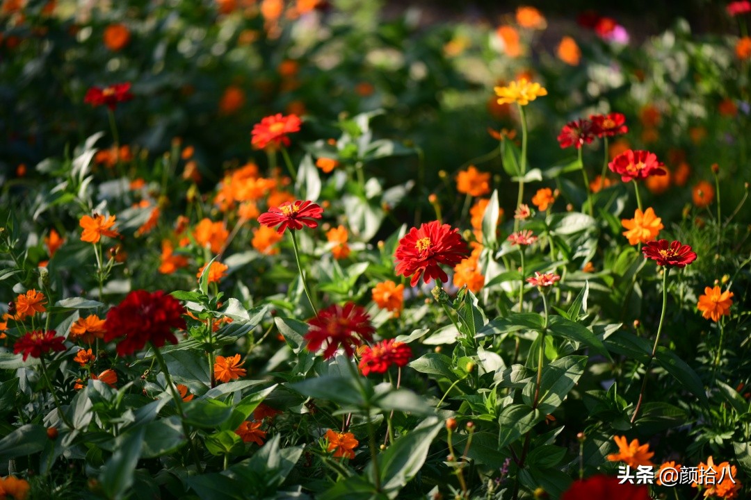 北京圆明园一日游推荐,圆明园秋色如画