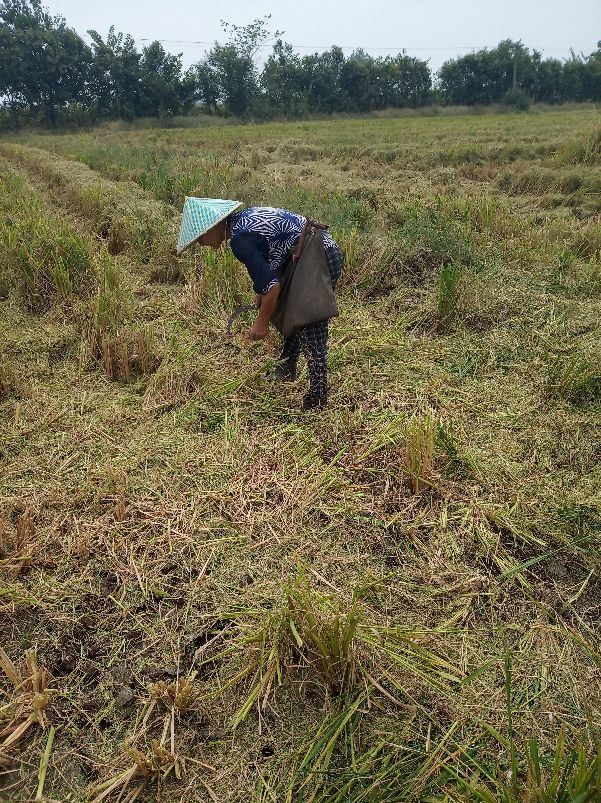现在农村嫁来的媳妇和新生小孩没有田，去世的农民有田，开会吵架