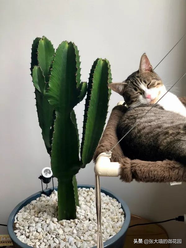 辟谣猫咪的六个谣言,辟谣猫咪并非黑夜都能看得清