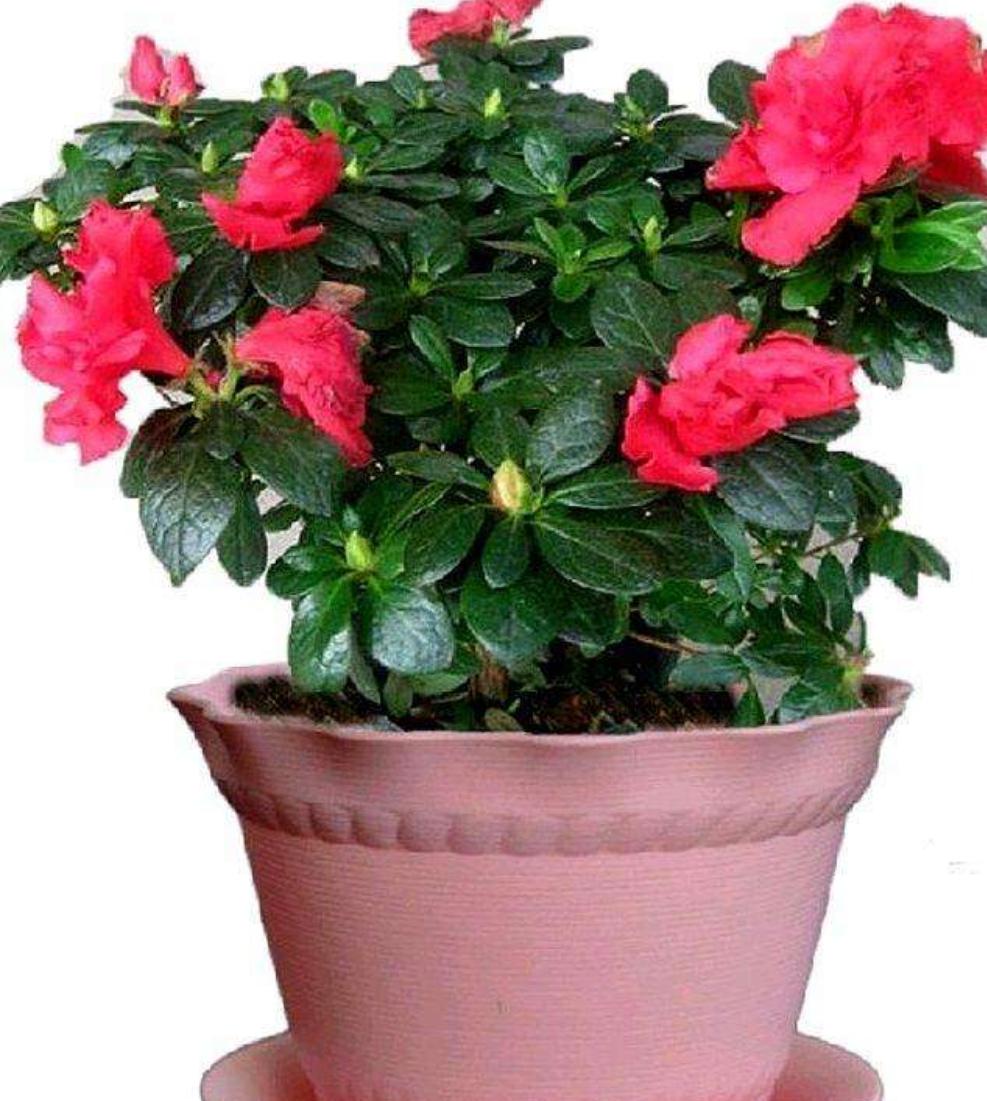 怎样判断杜鹃花黄叶原因,杜鹃花叶面黑斑怎么治