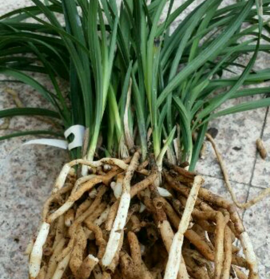 兰花缺水基本干死完了还能救活吗,兰花3个星期没浇水会不会干死