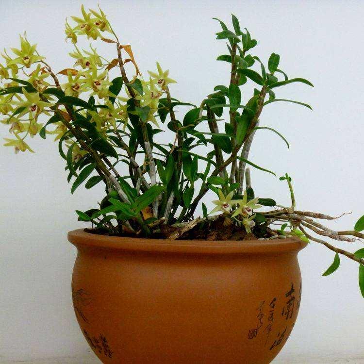 很少人知晓的“石豆花”,做成盆景后,确实会令你眼前一亮,创意