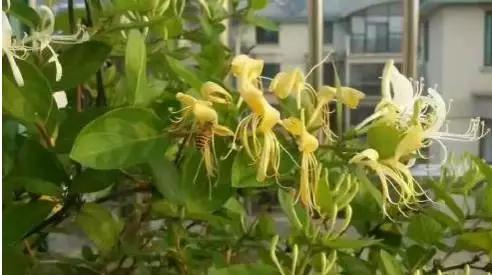 桐城花事：幽香的金银花