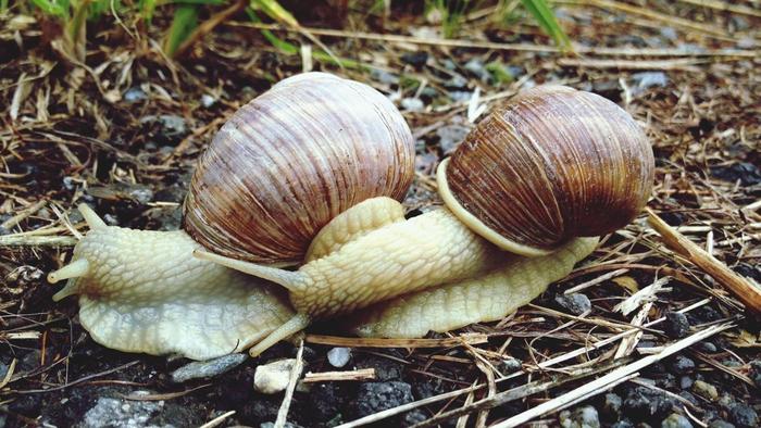非洲大蜗牛入侵全球，美军当军粮，中国却没人敢吃，好浪费美食啊
