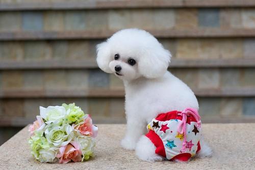 买个纯种母狗划算还是纯种公狗好,细犬幼犬公狗怎么挑