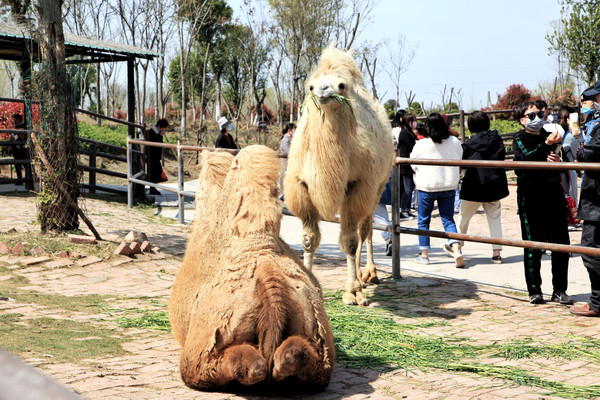 春游江淮请你来滁州版,春游江淮等您来