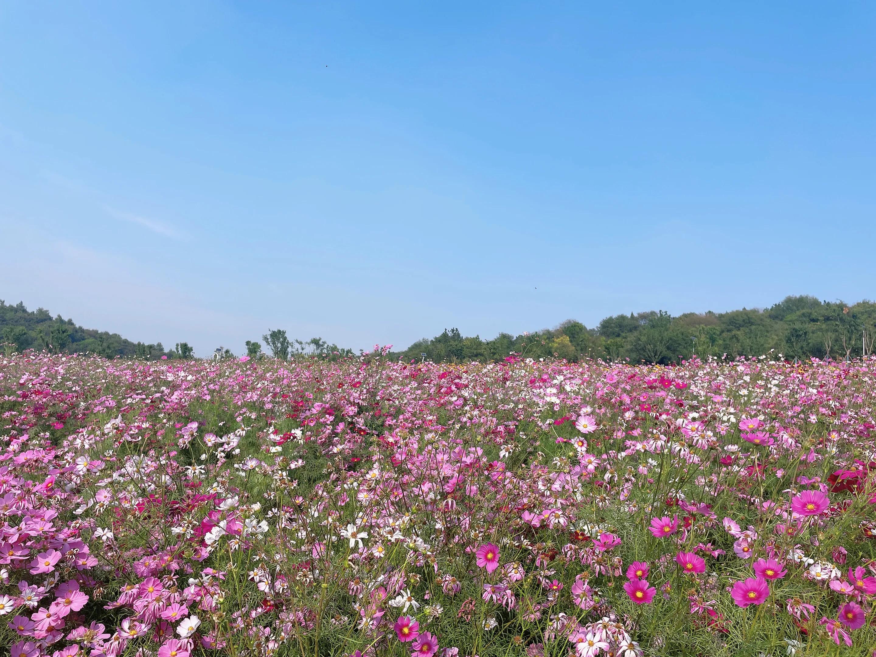荆门圣境山鹿岛,荆门圣境山风景区攻略