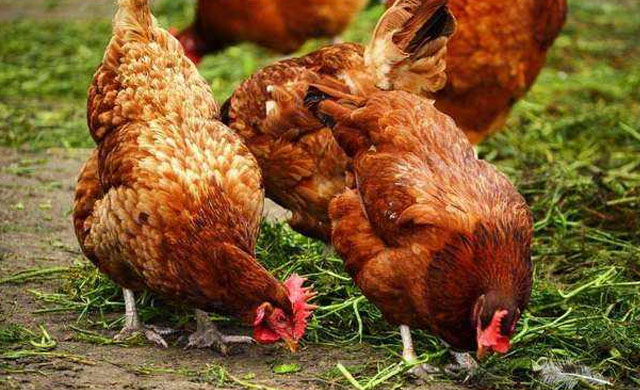 鸡不吃食无精打采拉稀怎么办,鸡没精神不吃东西拉稀