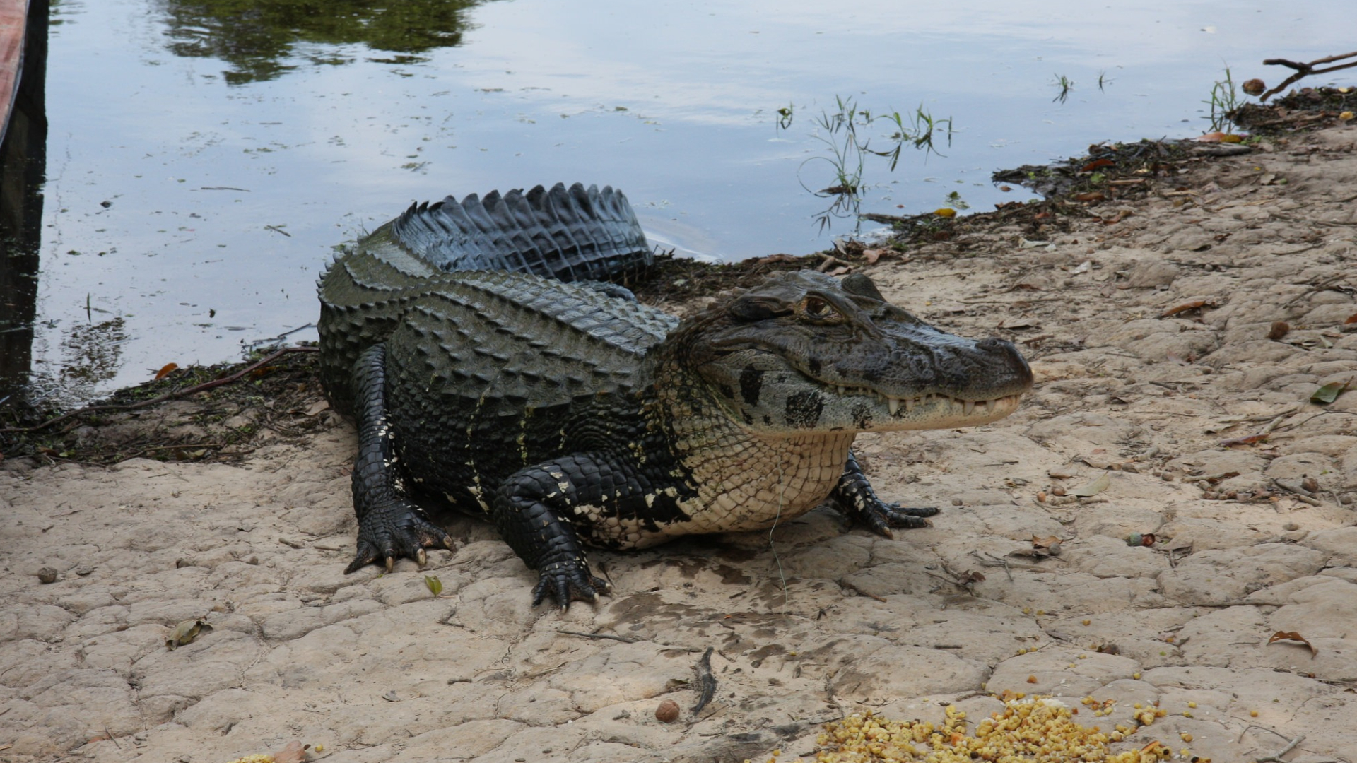 世界上十名最厉害的鳄鱼,科普全世界最大的鳄鱼排名