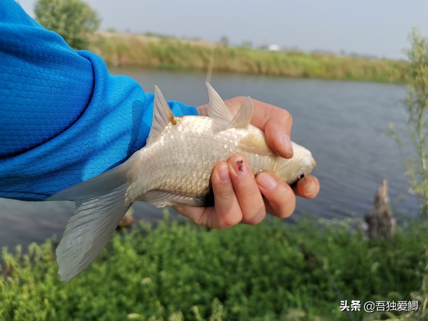 为什么大板鲫吃口很轻,大板鲫一般多少度吃口