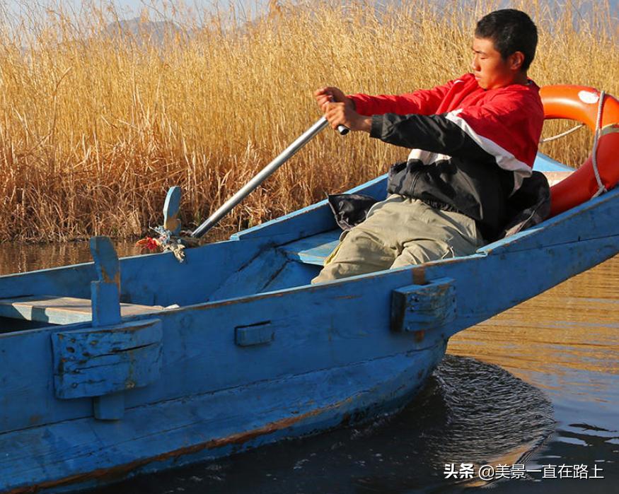 西伯利亚海鸥回到泸沽湖,西伯利亚海鸥泸沽湖