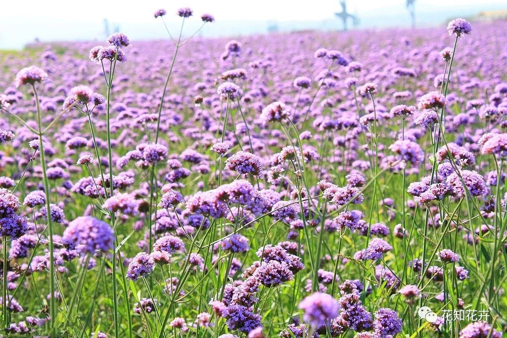 薰衣草真假精油的鉴别方法,熏衣草干花真假辨别