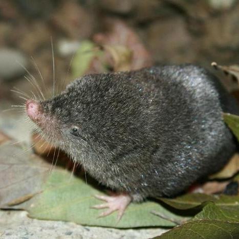 奇思妙想，牧民们往驯鹿的角上喷荧光漆来降低死亡率！