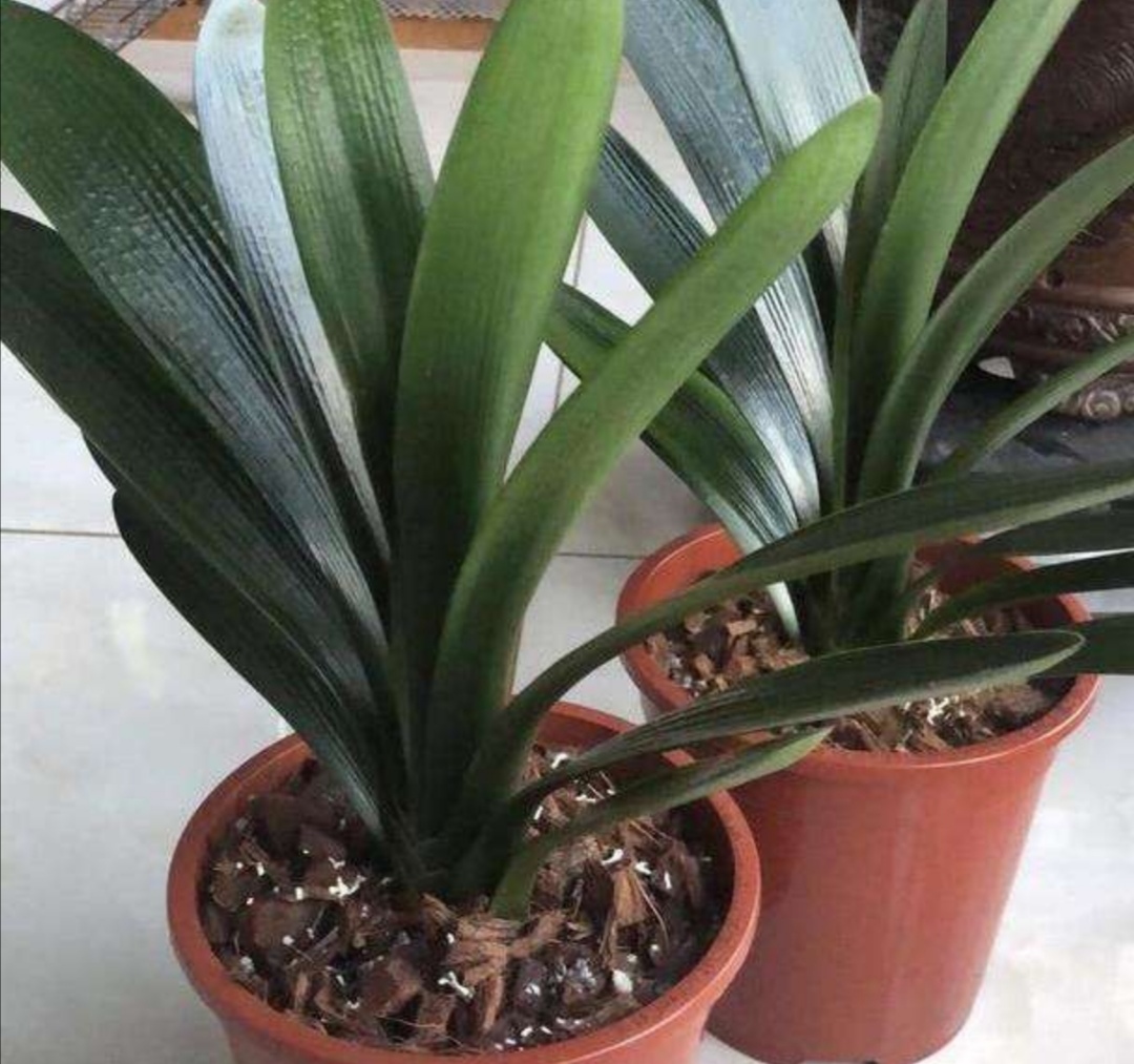 君子兰烂根了用生根液浇行吗,君子兰烂根后可以用碘酒杀菌吗