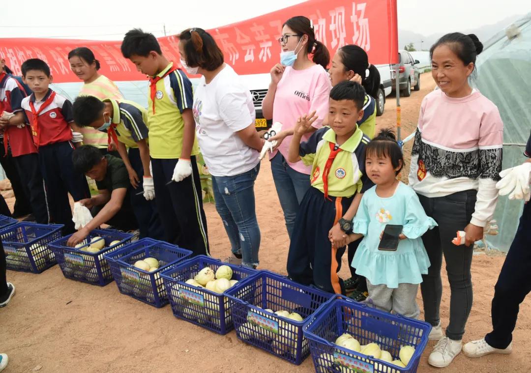 黑柳子白梨脆甜瓜直播,黑柳白梨脆