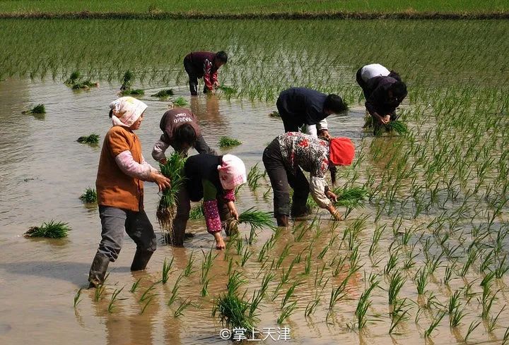 自从搬到天津「静海」，我灵魂得到了洗涤……