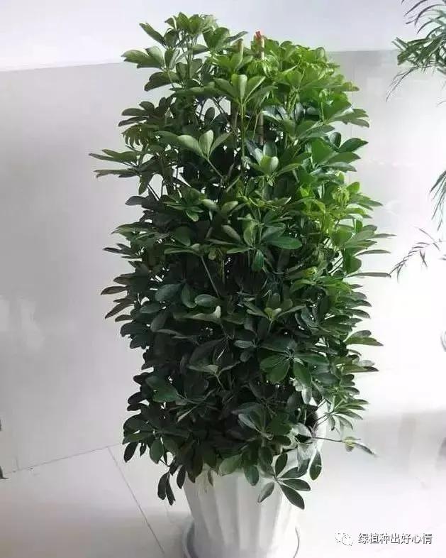 净化空气吸甲醛最好的花排名,什么花净化甲醛效果好