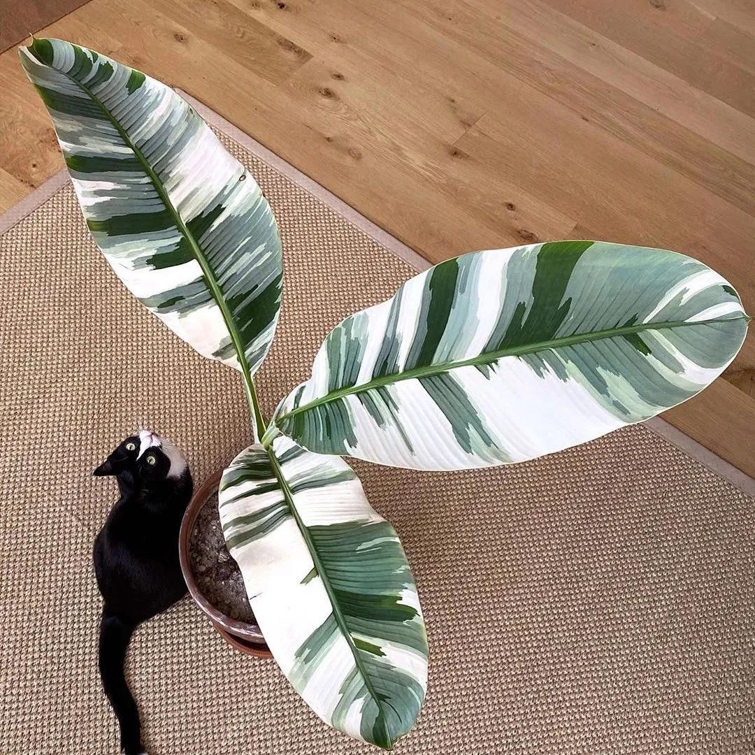 10片叶子的绿植,室内绿植盆栽一元