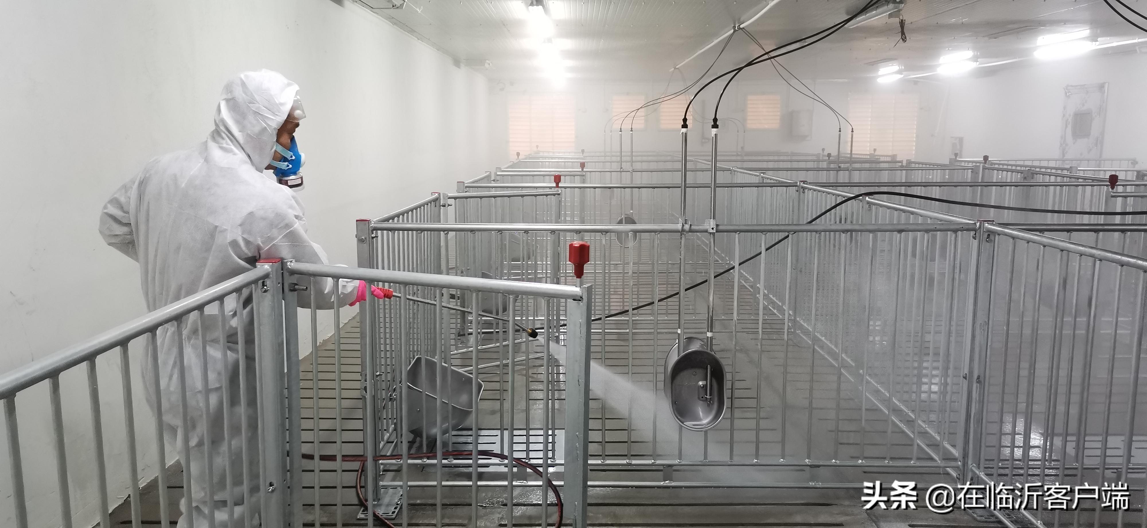 猪命贵！涨价的背后：生猪养殖行业的利润史无前例，屠宰企业赔钱来满足市场供应，屠宰一头猪赔100元左右