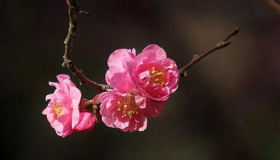 最美暮春诗词100首,秋冬花的优美诗词