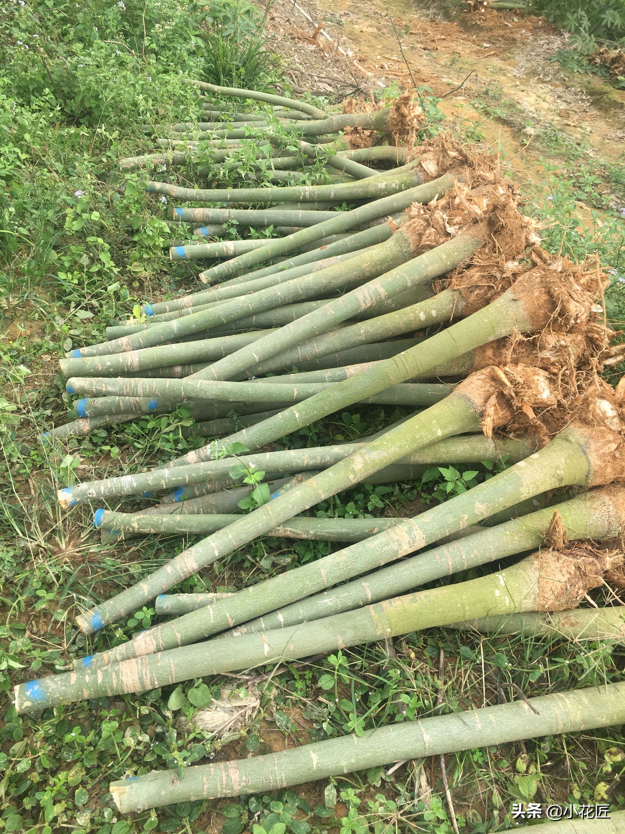 发财树花盆里放泡沫好吗,发财树花盆下部放泡沫吗